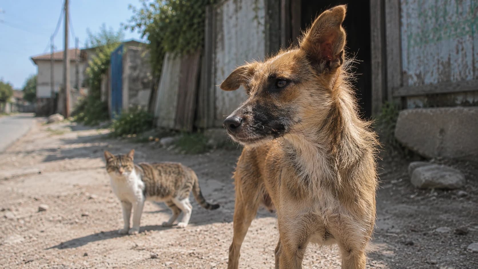 Julho Dourado reforça protagonismo do Direito Animal e marca abertura das inscrições para pós-graduação da Faculdade ESMAFE
