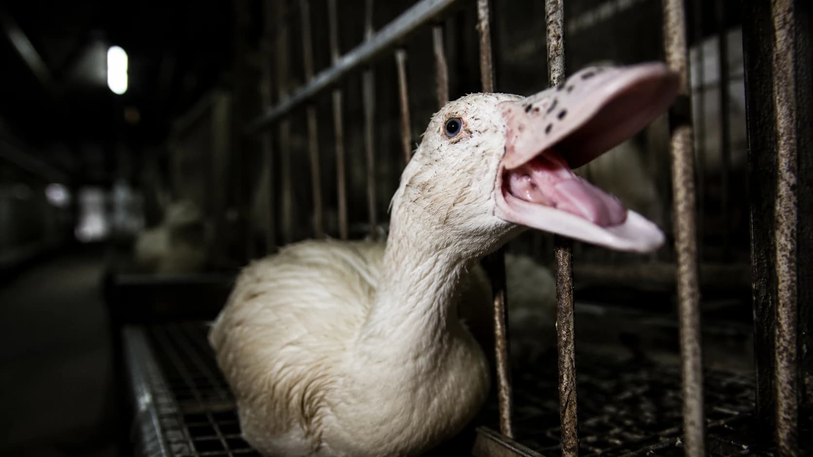 Lei que proíbe foie gras reforça avanço do Direito Animal no Brasil